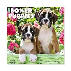 Just boxer puppies d'occasion  Livré partout en France