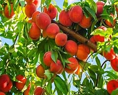25pcs dwarf peach for sale  Delivered anywhere in UK