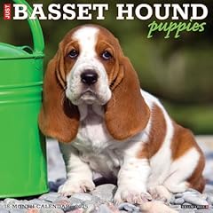Basset hound puppies for sale  Delivered anywhere in UK
