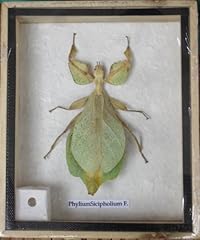 Taxibugs leaf insect for sale  Delivered anywhere in USA 