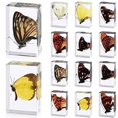 Pcs butterfly insect for sale  Delivered anywhere in USA 