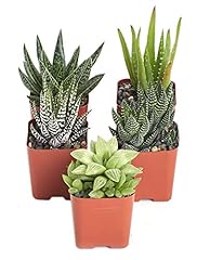 Shop succulents alluring for sale  Delivered anywhere in USA 