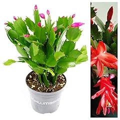 Christmas cactus schlumbergera for sale  Delivered anywhere in UK