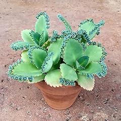 Inch tall mother for sale  Delivered anywhere in USA 