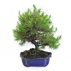 Kentis bonsai pino usato  Spedito ovunque in Italia 