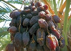 Seedling medjool date for sale  Delivered anywhere in USA 