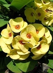 Germination seed golden usato  Spedito ovunque in Italia 