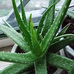 Pezzi semi aloe usato  Spedito ovunque in Italia 