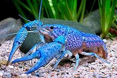 Live crayfish live for sale  Delivered anywhere in USA 