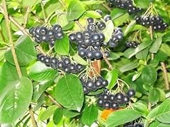 Black chokeberry aronia for sale  Delivered anywhere in USA 