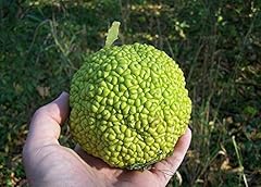 Hedge apple seeds for sale  Delivered anywhere in USA 