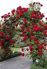 Radiant vivid red for sale  Delivered anywhere in UK