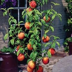 Dwarf apple seeds for sale  Delivered anywhere in USA 