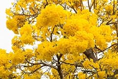 Golden trumpet tree for sale  Delivered anywhere in USA 