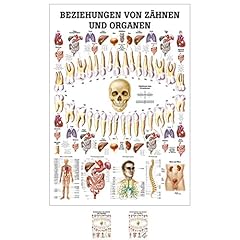 Ruediger anatomie mipo75 gebraucht kaufen  Wird an jeden Ort in Deutschland