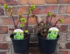 Euphorbia amygdaloides purpure for sale  Delivered anywhere in Ireland