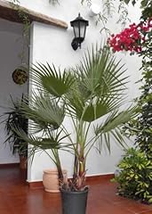 Portal cool washingtonia for sale  Delivered anywhere in UK