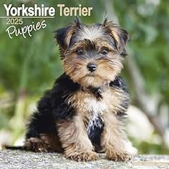 Yorkshire terrier puppies for sale  Delivered anywhere in UK