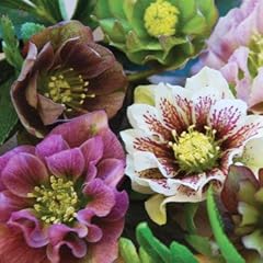 Plant seeds helleborus for sale  Delivered anywhere in UK