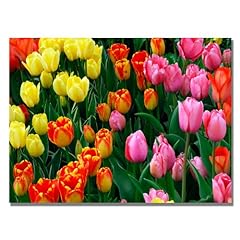Multi colored tulips for sale  Delivered anywhere in USA 
