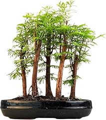 Bonsai wald metasequoia gebraucht kaufen  Wird an jeden Ort in Deutschland