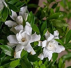 Fool proof gardenia for sale  Delivered anywhere in USA 