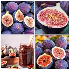 Seed king figs for sale  Delivered anywhere in USA 