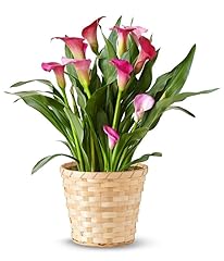 Flowers pink calla for sale  Delivered anywhere in USA 