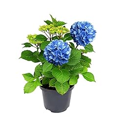Hydrangea blue large for sale  Delivered anywhere in UK