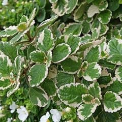 Plectranthus coleoides variega usato  Spedito ovunque in Italia 