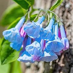 Virginia bluebells seeds for sale  Delivered anywhere in USA 