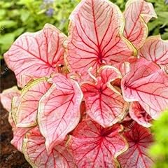 Caladium piante interno d'occasion  Livré partout en France