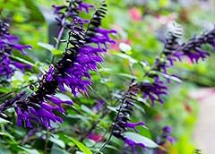 Salvia amistad purple for sale  Delivered anywhere in UK