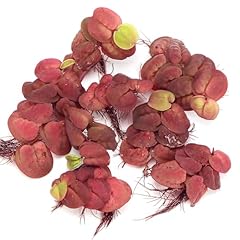 Phyllanthus fluitans red for sale  Delivered anywhere in UK