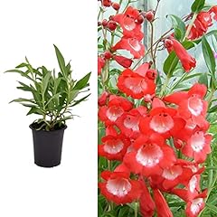 Penstemon king george for sale  Delivered anywhere in Ireland