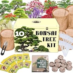 Premium bonsai tree for sale  Delivered anywhere in USA 
