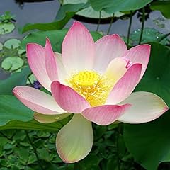 Chuxay garden nelumbo for sale  Delivered anywhere in USA 