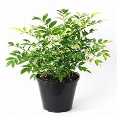 Curry plant seeds for sale  Delivered anywhere in USA 