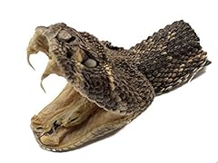 Rattlesnake head open for sale  Delivered anywhere in USA 