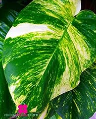 Plante pothos aureus d'occasion  Livré partout en France