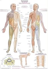 Anatomische lehrtafel dermatom gebraucht kaufen  Wird an jeden Ort in Deutschland