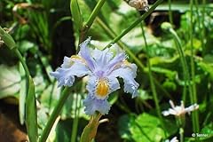 Iris confusa chengdu for sale  Delivered anywhere in UK