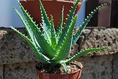 Aloe arborescens kräftige gebraucht kaufen  Wird an jeden Ort in Deutschland