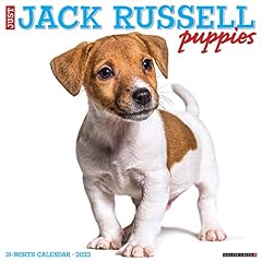Jack russell puppies for sale  Delivered anywhere in USA 