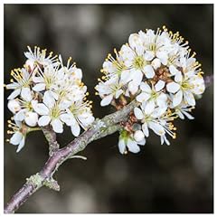 Blackthorn hedging plants for sale  Delivered anywhere in UK