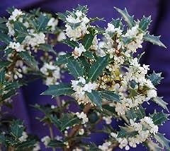 Fragrant princess dwarf for sale  Delivered anywhere in USA 