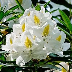 Rhododendron madame masson for sale  Delivered anywhere in UK