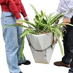 Storbuffs potted plant for sale  Delivered anywhere in USA 