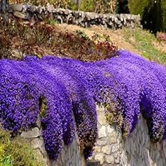 Rock cress cascade for sale  Delivered anywhere in UK