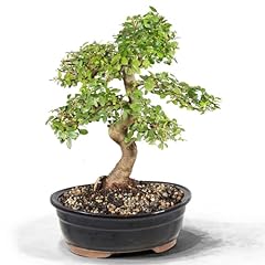 Brussel bonsai ct8003ce for sale  Delivered anywhere in USA 